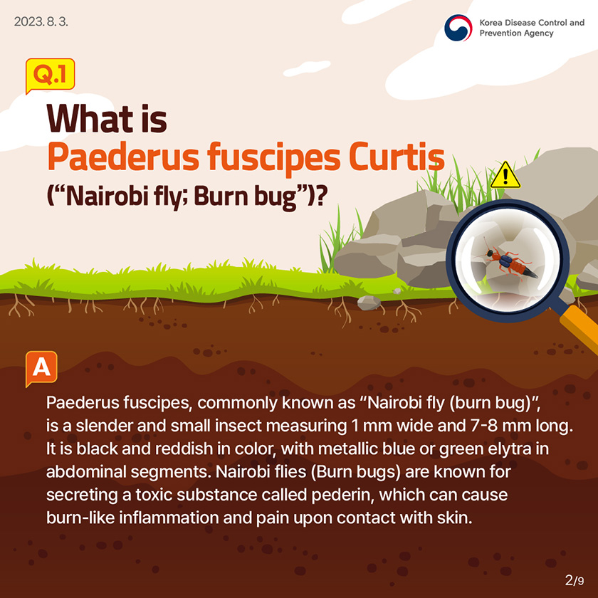Q1. What is Paederus fuscipes Curtis (“Nairobi fly; Burn bug”)? Paederus fuscipes, commonly known as “Nairobi fly (burn bug)”, is a slender and small insect measuring 1 mm wide and 7-8 mm long. It is black and reddish in color, with metallic blue or green elytra in abdominal segments. Nairobi flies (Burn bugs) are known for secreting a toxic substance called pederin, which can cause burn-like inflammation and pain upon contact with skin.
